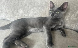 Bengal cats for sale: Two adorable Blue/Melanistic Bengal Kittens TICA  in Benfleet - Image 18