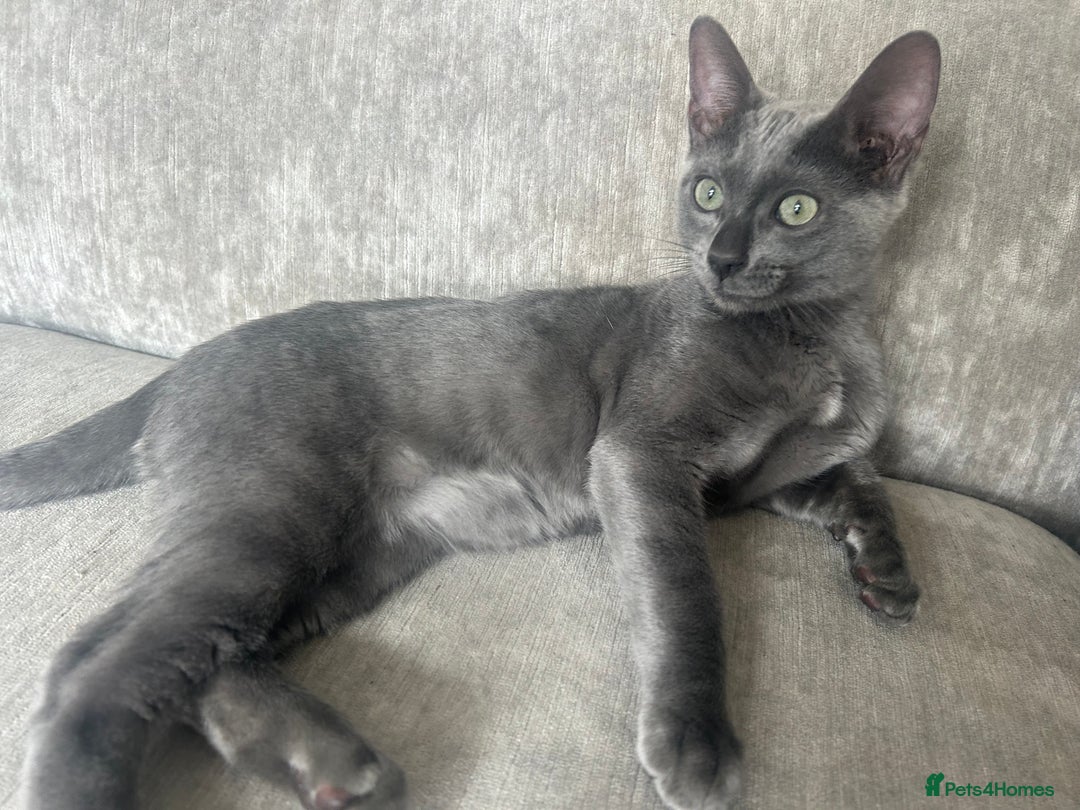 Bengal cats for sale: Two adorable Blue/Melanistic Bengal Kittens TICA  in Benfleet - Image 18