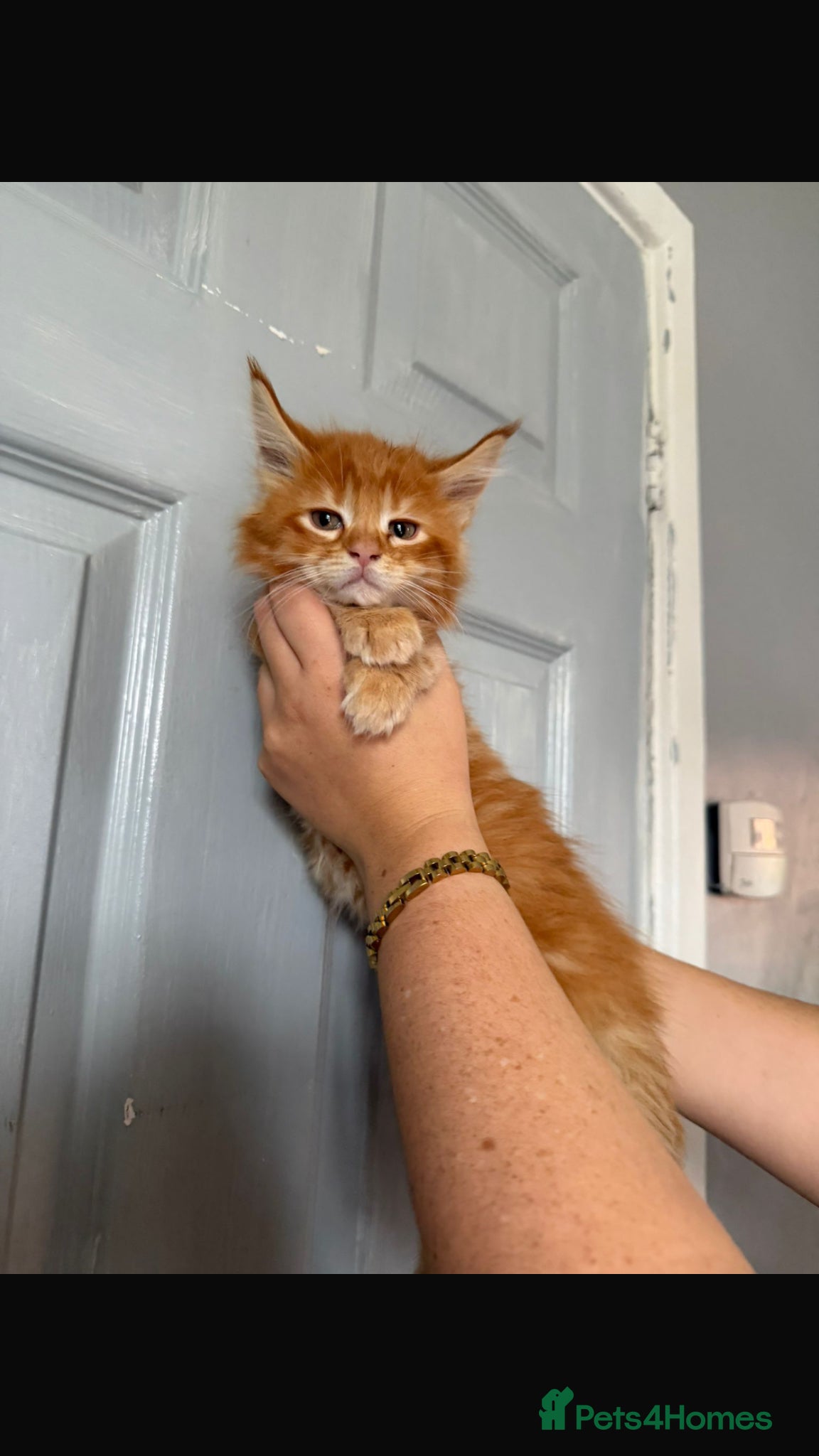 Maine Coon cats Gaint mainecoon babies READY TO GO🏡🏡 - Advert 2