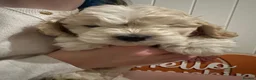 Mixed Breed dogs for sale: Silky Cocker Boy  - Advert 5