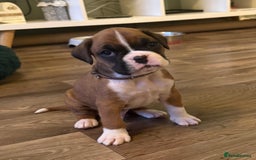 Boxer dogs for sale: Boxer Puppies  - Advert 4