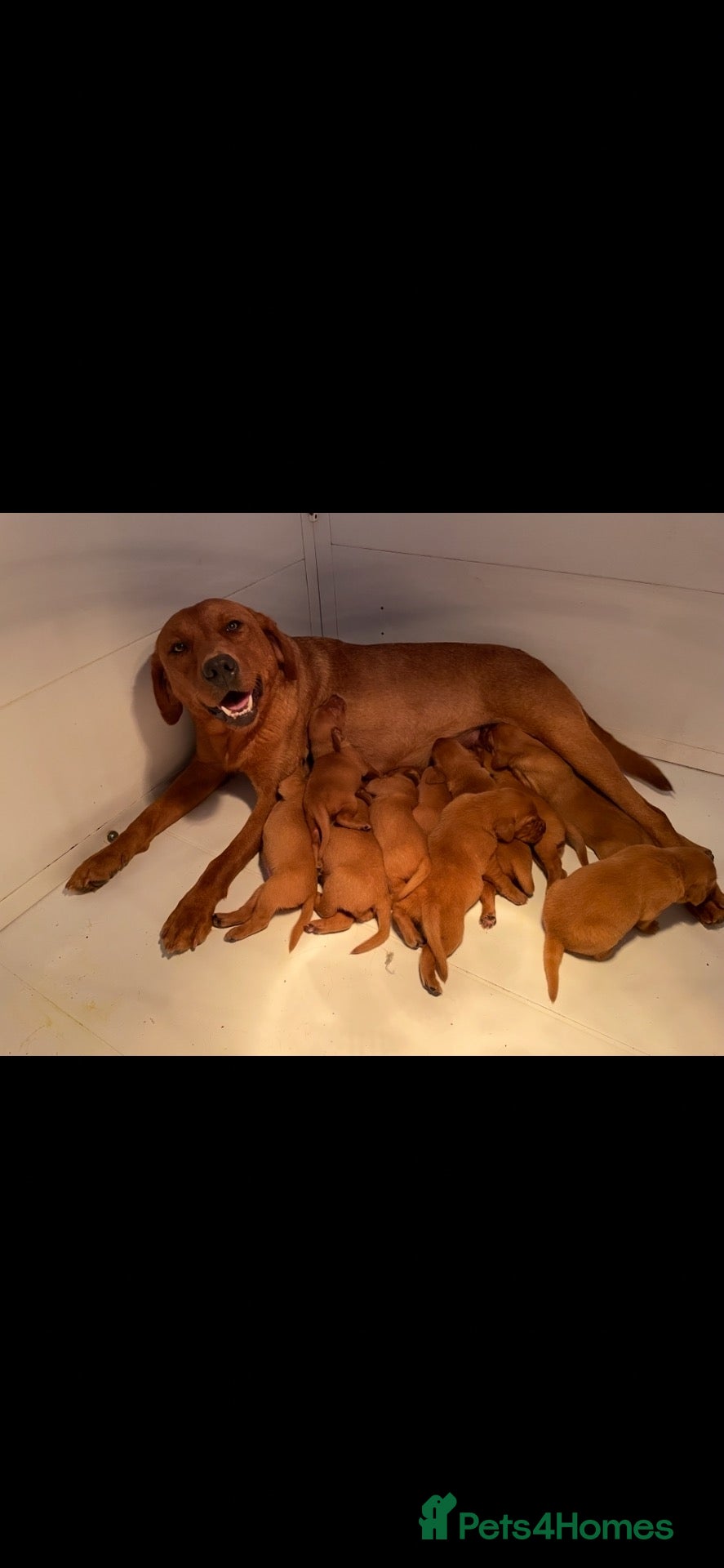 Labrador Retriever dogs Dark Fox Red Labrador Pups For Sale - Advert 1