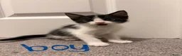 Mixed Breed cats for sale: 6 beautiful kittens! PLEASE read description!! - Advert 4