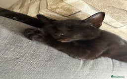 Bombay cats for sale: Bombay male kitten ( NOT£50 (FREE) - Image 5