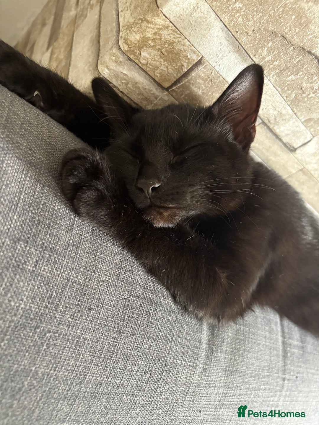 Bombay cats for sale: Bombay male kitten ( NOT£50 (FREE) - Image 5