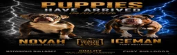 Olde English Bulldogge dogs for sale: 🐾PUPPIES HAVE ARRIVED🐾 💙🩷 - Advert 1