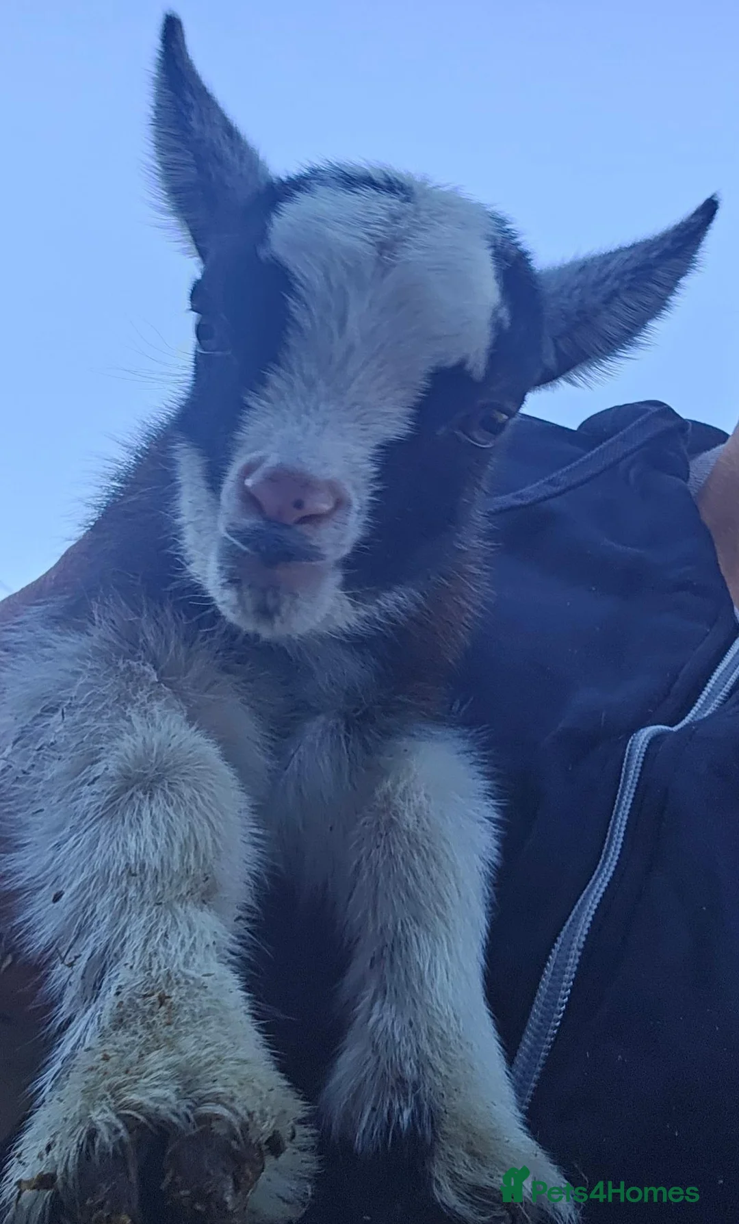 Goats livestock for sale: 2 female baby pygmy goats - Advert 2