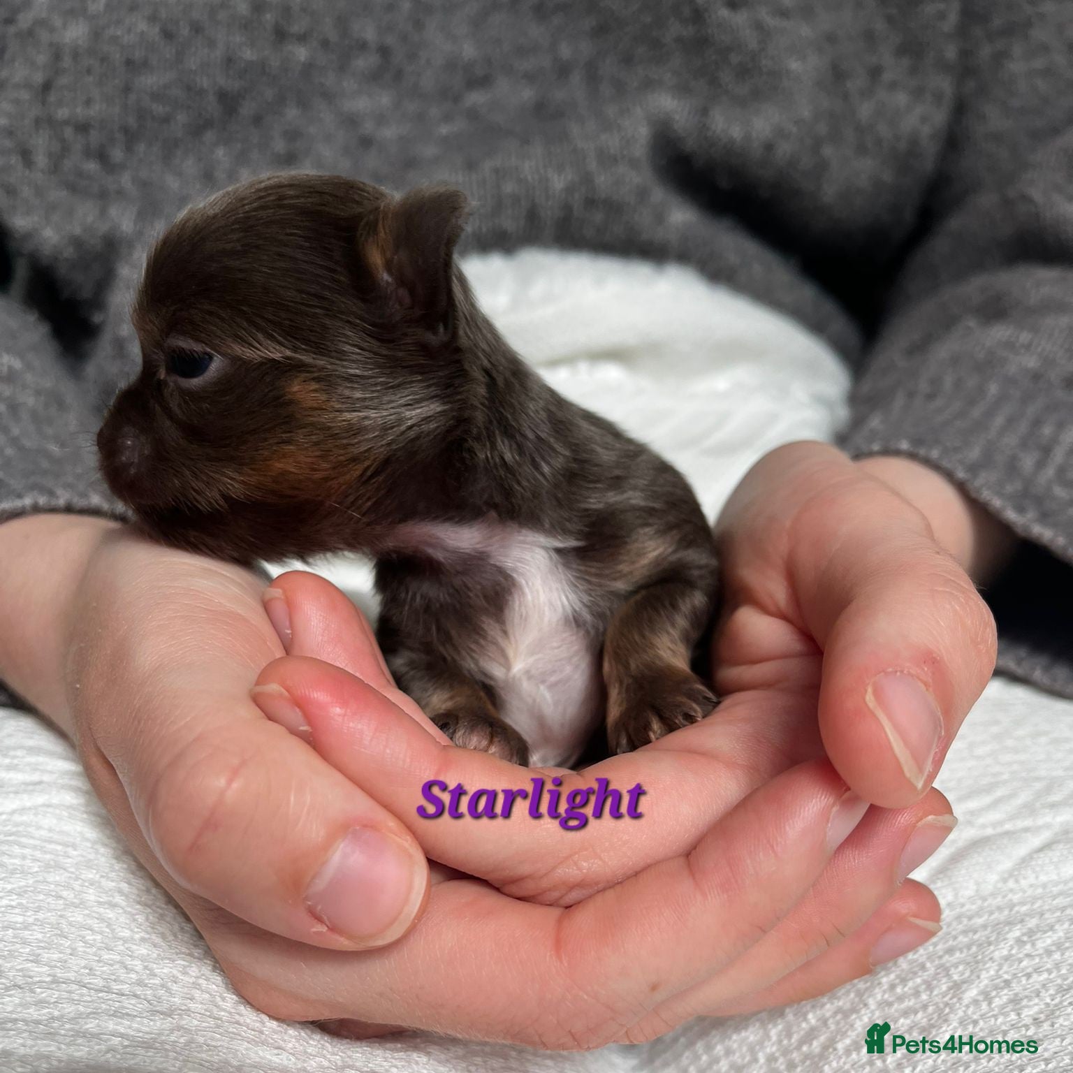 Chihuahua dogs ❤️‍🔥Dna tested parents❤️‍🔥1Boy SC 1girl LC  - Advert 5