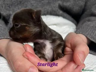 Chihuahua dogs ❤️🔥Dna tested parents❤️🔥1Boy SC 1girl LC - Advert 5