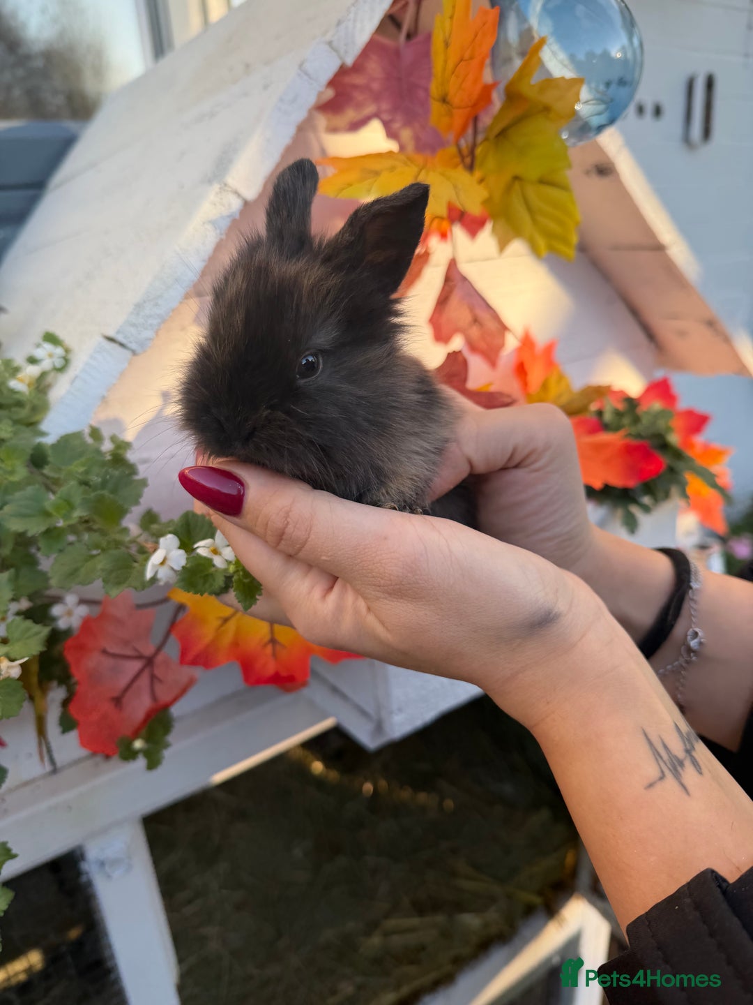 Mini Lion Lop rabbits for sale: Mix of lop & lion head  - Advert 3