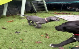 Mixed Breed dogs for sale: Cane corso/Great Dane puppies for sale ✨✨ - Image 19