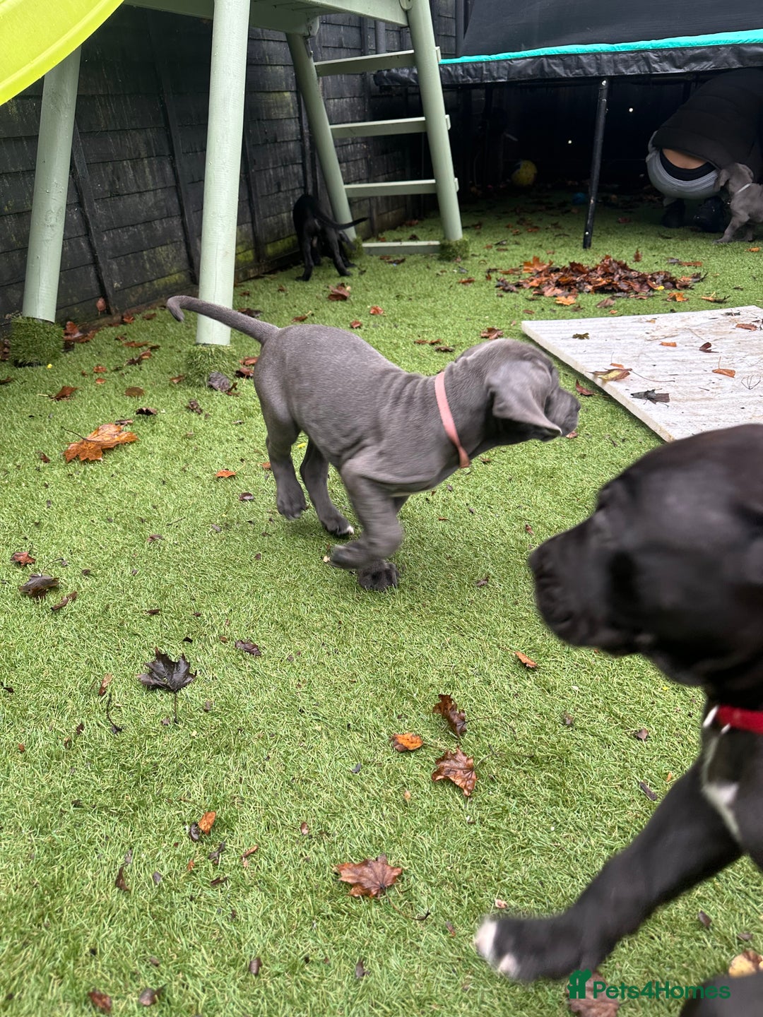 Mixed Breed dogs for sale: Cane corso/Great Dane puppies for sale ✨✨ - Image 19