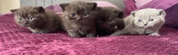 British Shorthair cats for sale: Gorgeous little munchkins - Advert 8