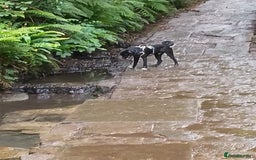 Mixed Breed dogs for sale: 7 month old collie cross pug - Image 3