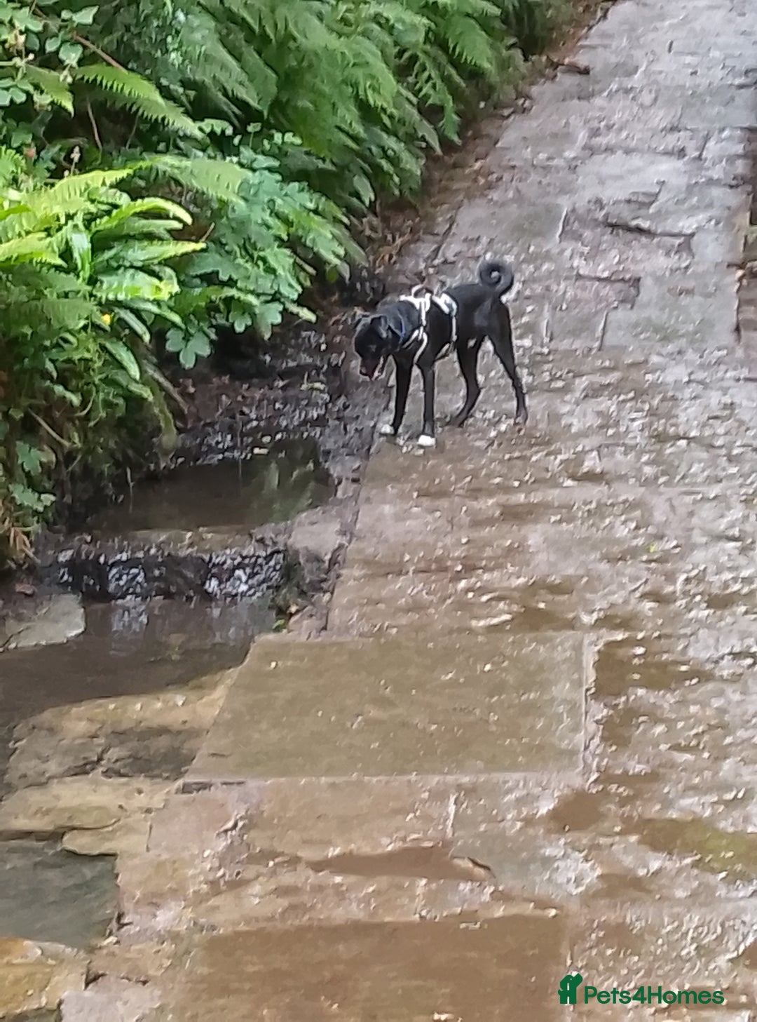 Mixed Breed dogs for sale: 7 month old collie cross pug - Image 3