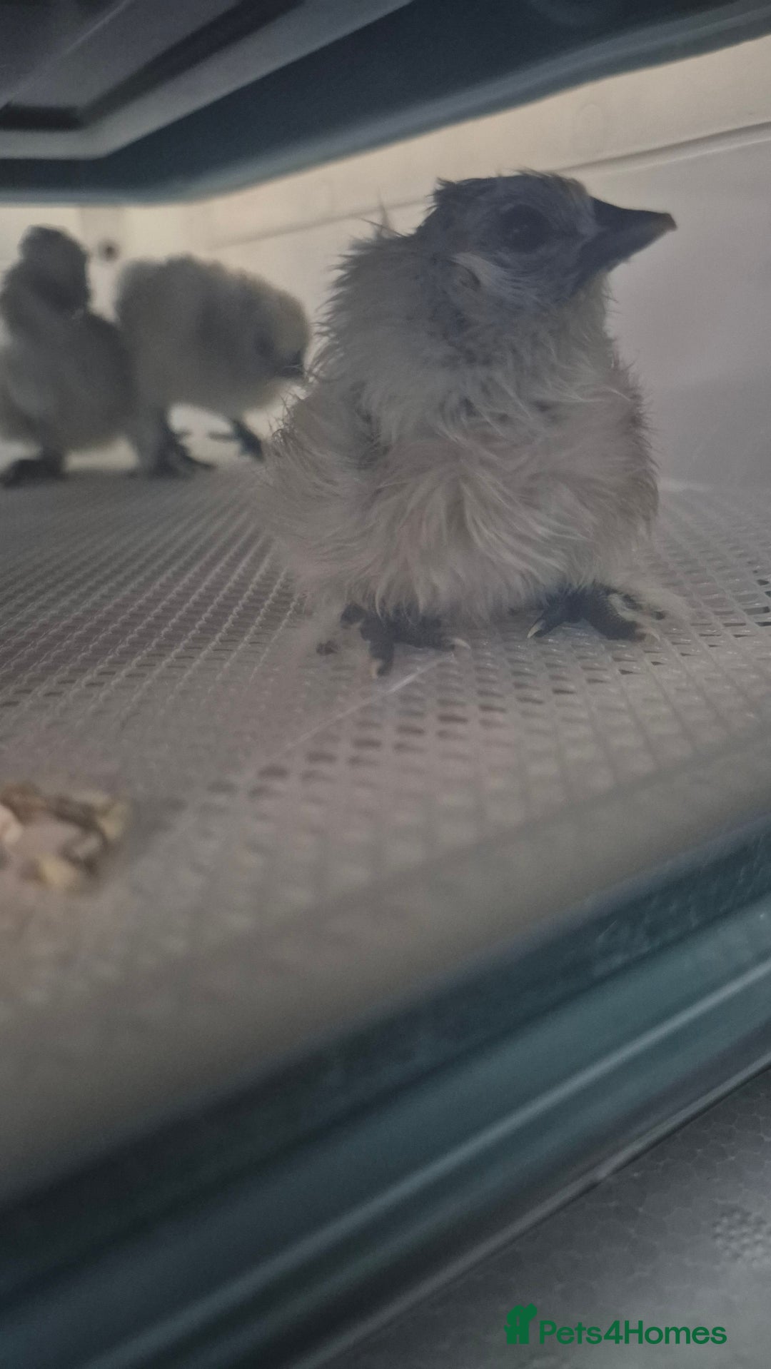 Chickens poultry for sale: Day old Silkies - Image 1