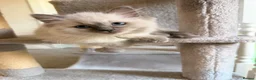 Ragdoll cats for sale: GCCF Ragdoll pedigree kittens blue point  - Advert 21