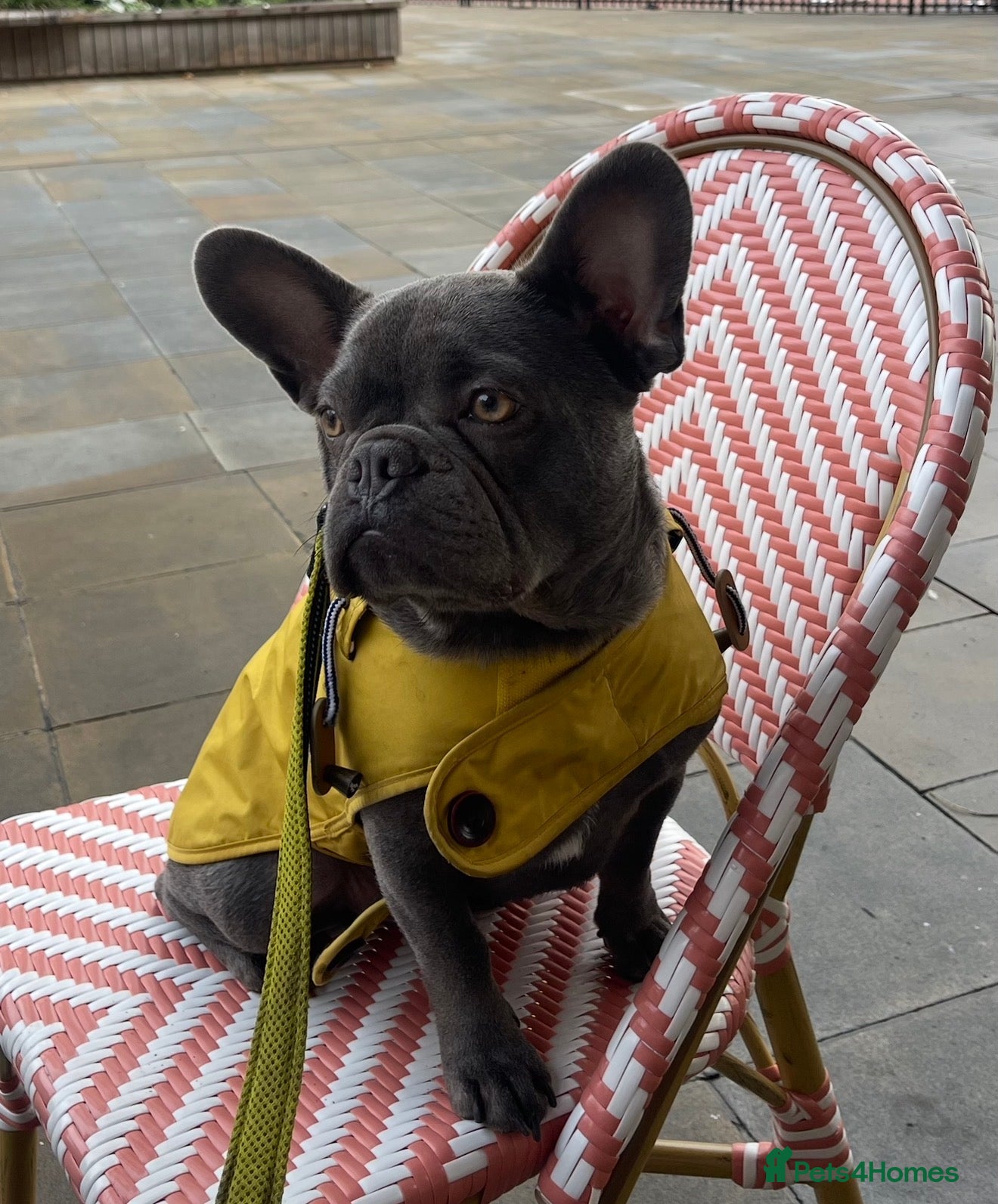 French Bulldog dogs Winston-1,5 years Frenchie looking for his home ❤️ - Advert 1