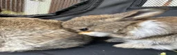 Mini Lop rabbits for sale: 🐰 Pure Bred Mini Lop Bunnies 🐰 - Advert 20