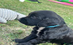 Cocker Spaniel dogs for sale: Adorable cocker spaniel puppies  - Image 14
