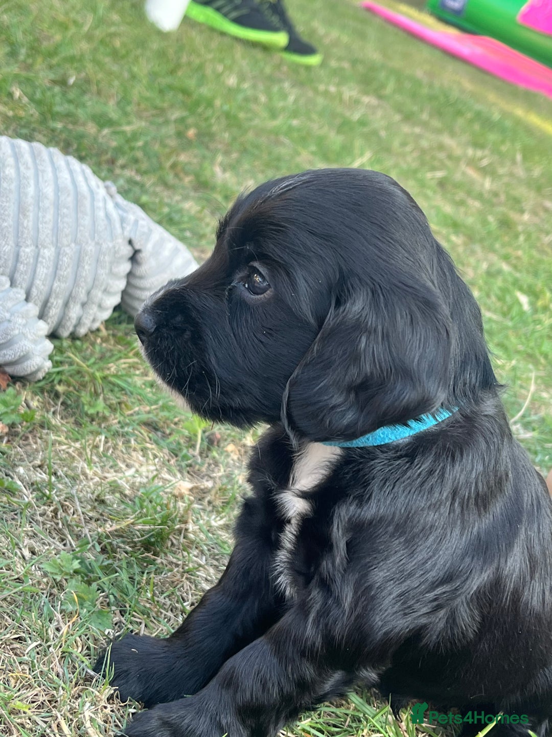 Cocker Spaniel dogs for sale: Adorable cocker spaniel puppies  - Image 14