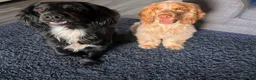 Sprocker dogs for sale: Martha.. gorgeous Sprocker  - Advert 2