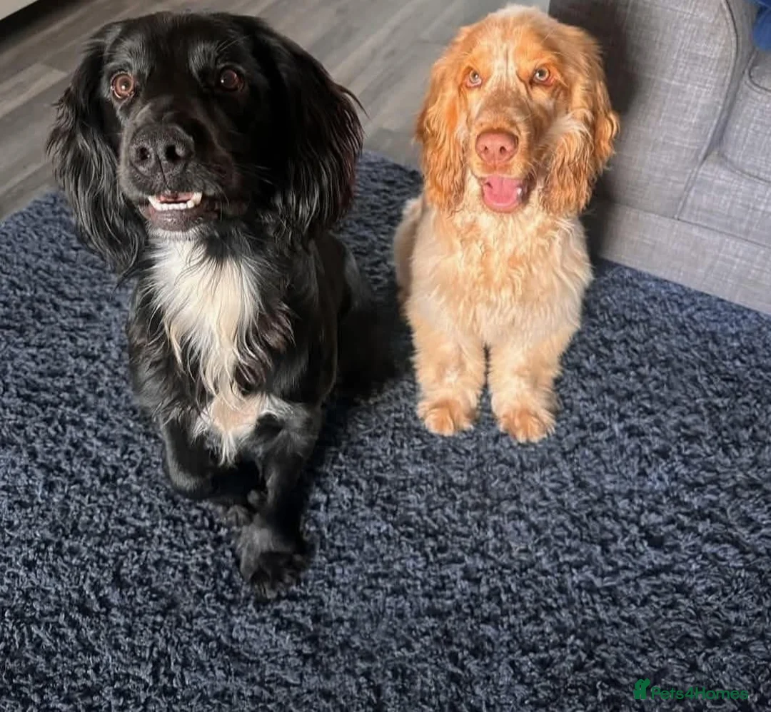 Sprocker dogs for sale: Martha.. gorgeous Sprocker  - Advert 2