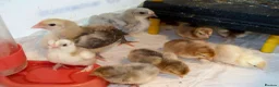 Chickens poultry for sale: Pekin bantams . Choc and salmon from eggs to POL - Advert 3