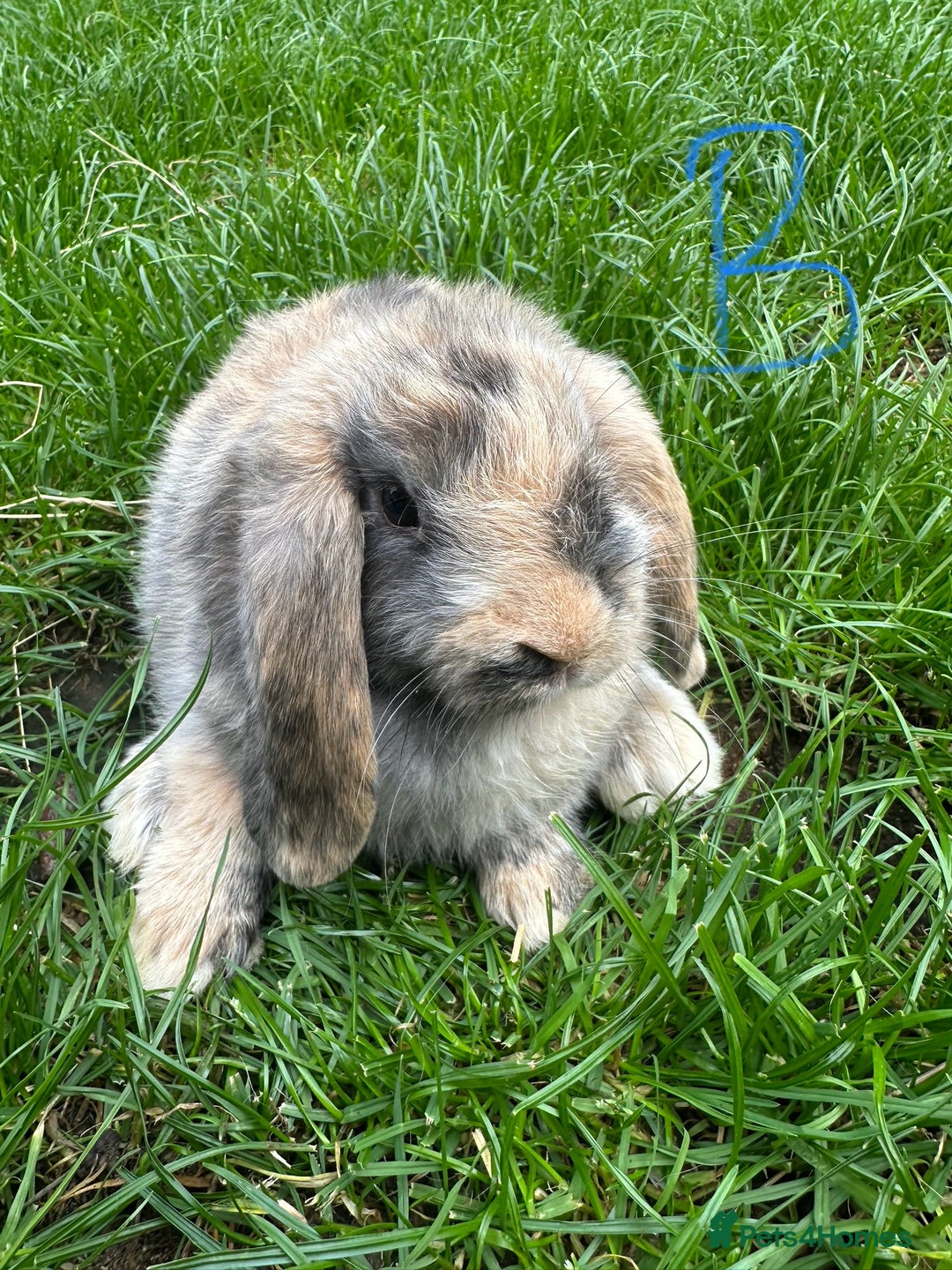 Mini Lop rabbits for sale: Mini Lop Rabbits For Sale  - Image 3
