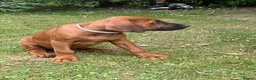 Rhodesian Ridgeback dogs for sale: Rhodesian Ridgeback Puppies - Advert 7
