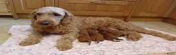 Goldendoodle dogs for sale: Gorgeous F1b Goldendoodles - Advert 19