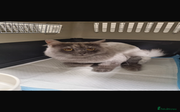 Mixed Breed cats for adoption: Poseidon  - Image 4