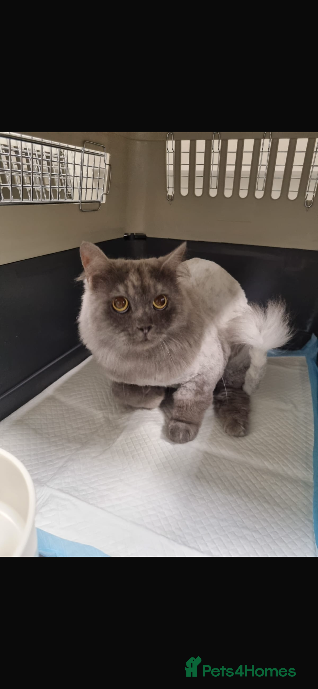 Mixed Breed cats for adoption: Poseidon  - Image 4