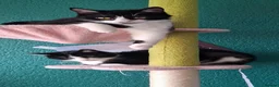 Mixed Breed cats for sale: Two little kittens looking for a home. - Advert 21