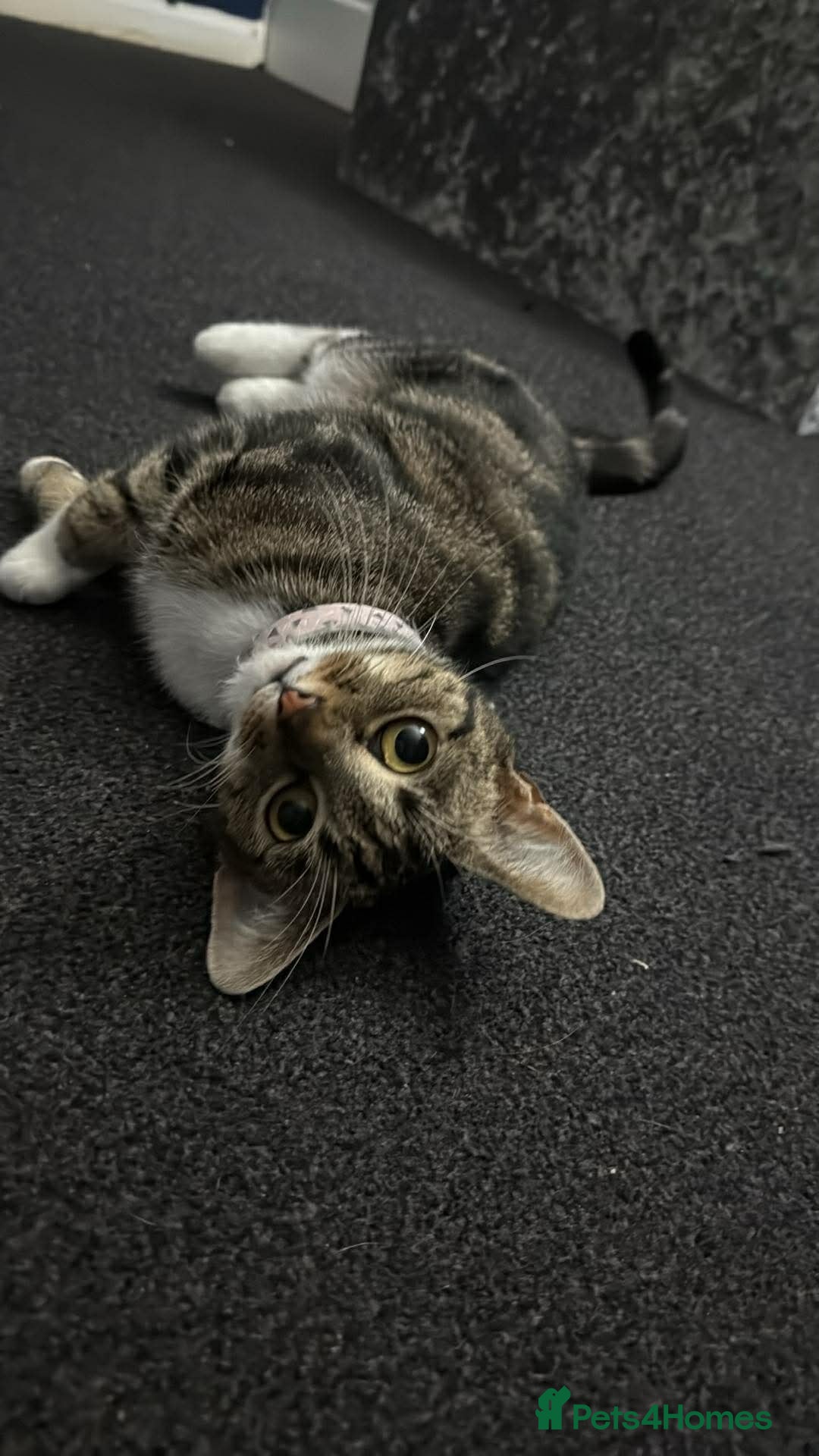 British Shorthair cats Mini  - Advert 3