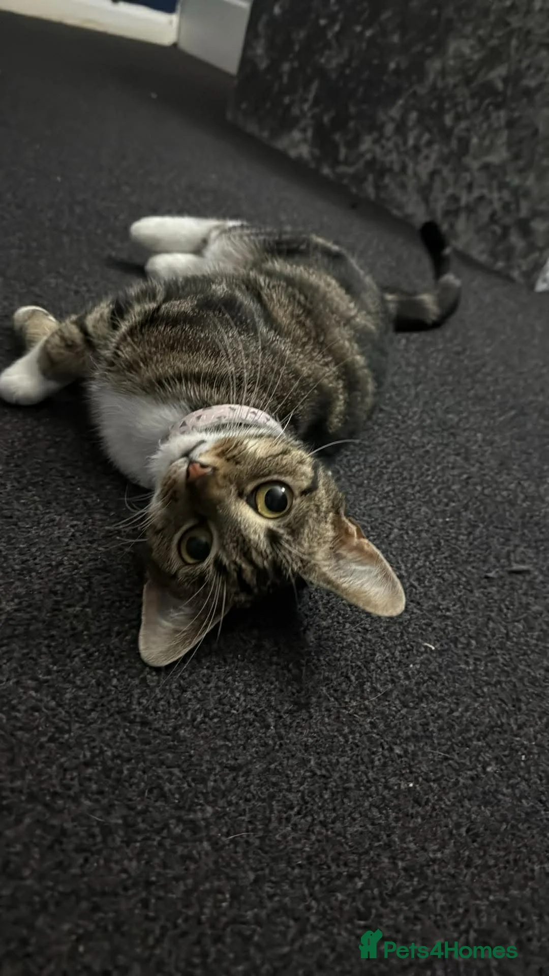 British Shorthair cats for sale: Mini  - Advert 1