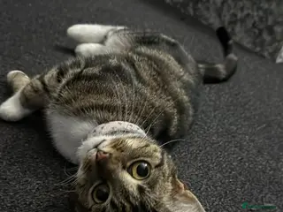 British Shorthair cats Mini - Advert 4