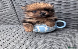 Pomeranian dogs for sale: Tea cup Pomeranians  - Image 16