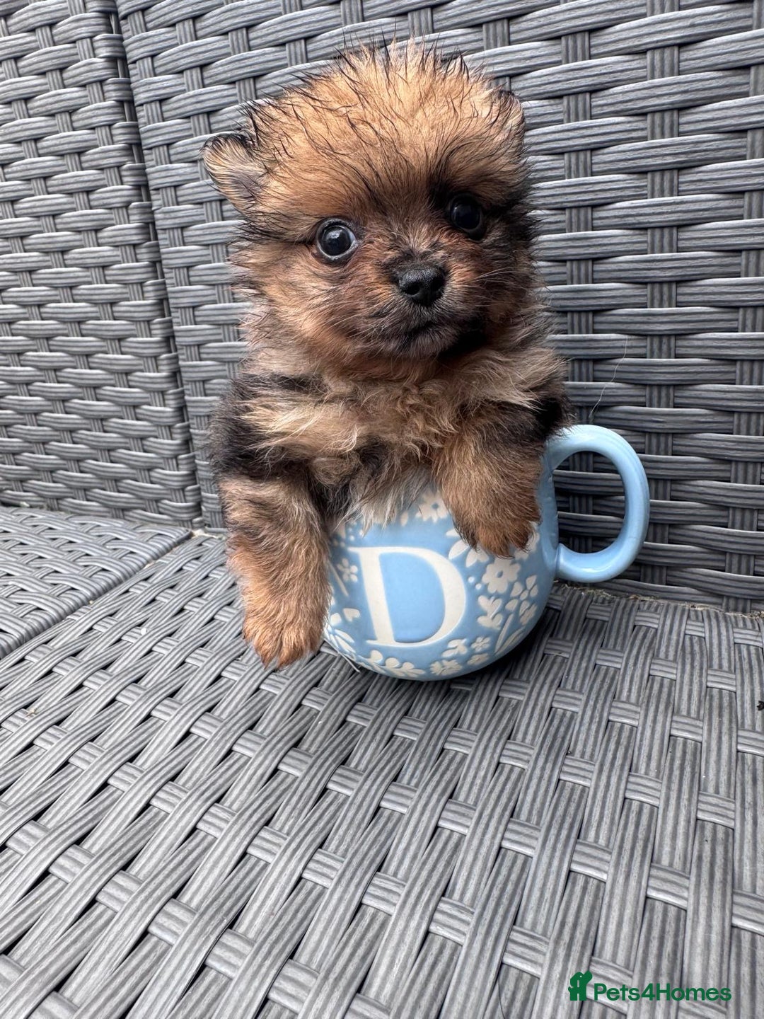 Pomeranian dogs for sale: Tea cup Pomeranians  - Image 16