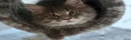 Maine Coon cats for sale: Beautiful Maine Coon Kittens for Sale - Advert 4