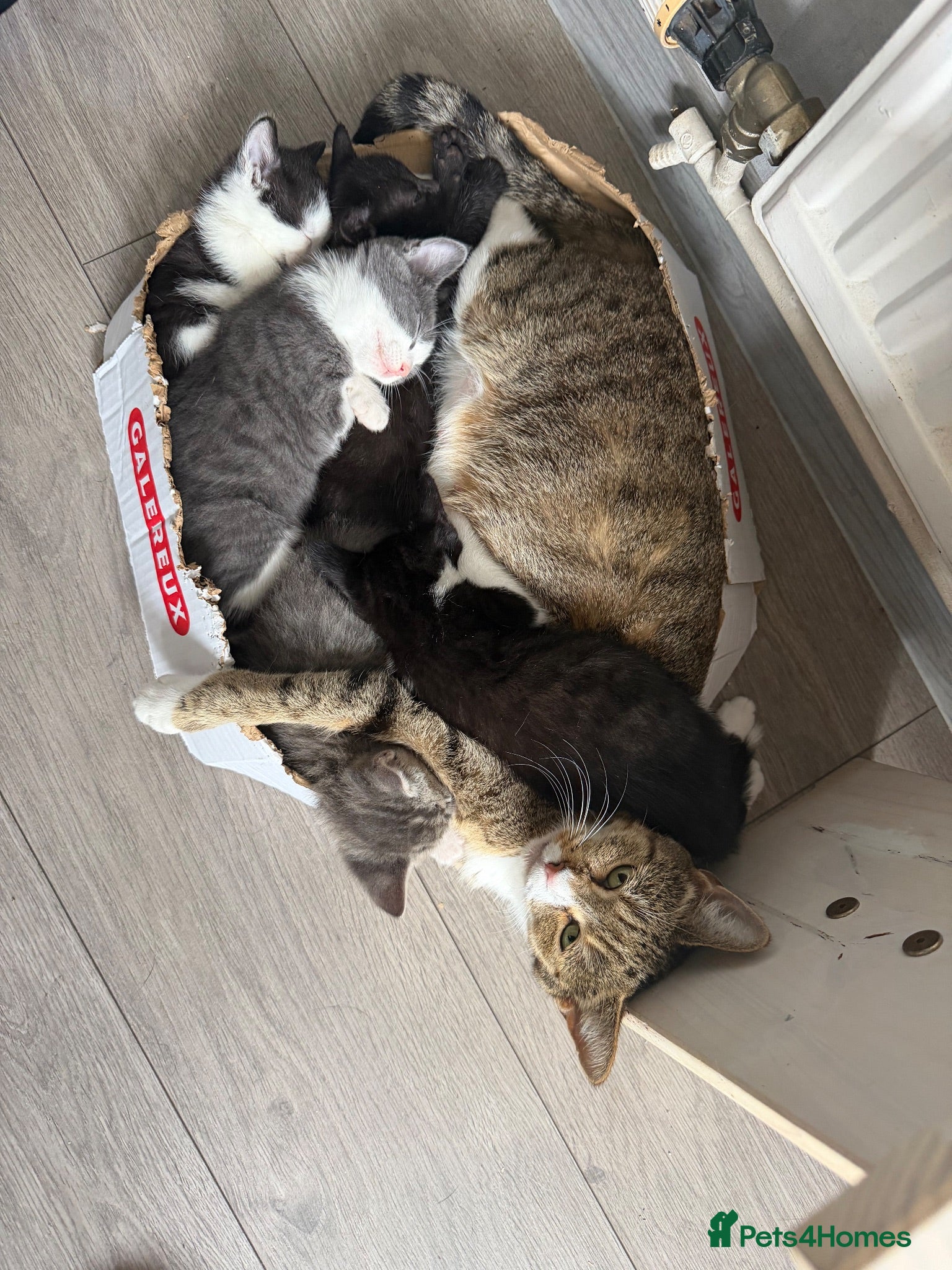 Mixed Breed cats Kittens Looking for a Loving Home  - Advert 15