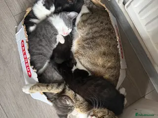 Mixed Breed cats Kittens Looking for a Loving Home - Advert 15