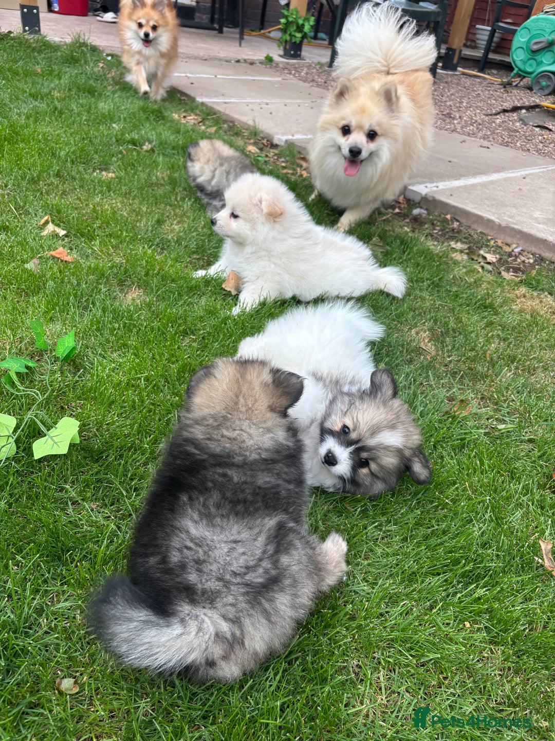 Pomeranian dogs for sale: Pomeranian puppies 🐶  - Image 16