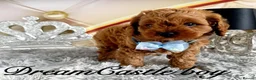 Cavapoo dogs for sale: Deep red Teddy Cavapoo ready now - Advert 18