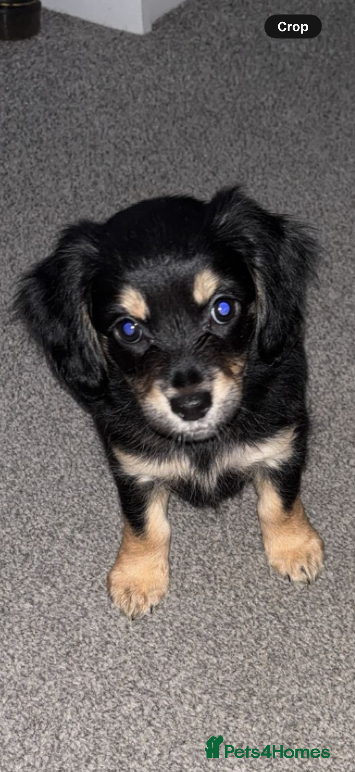 Mixed Breed dogs Chi-spaniels  - Advert 14