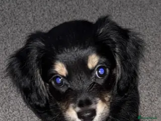 Mixed Breed dogs Chi-spaniels - Advert 14