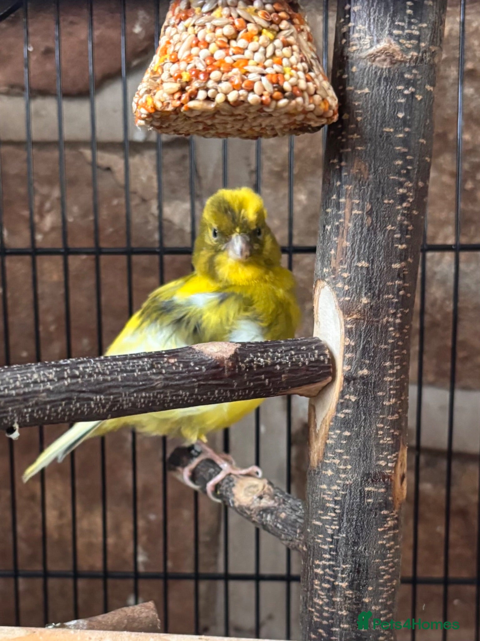 Canaries birds Beautiful Canary - Advert 2