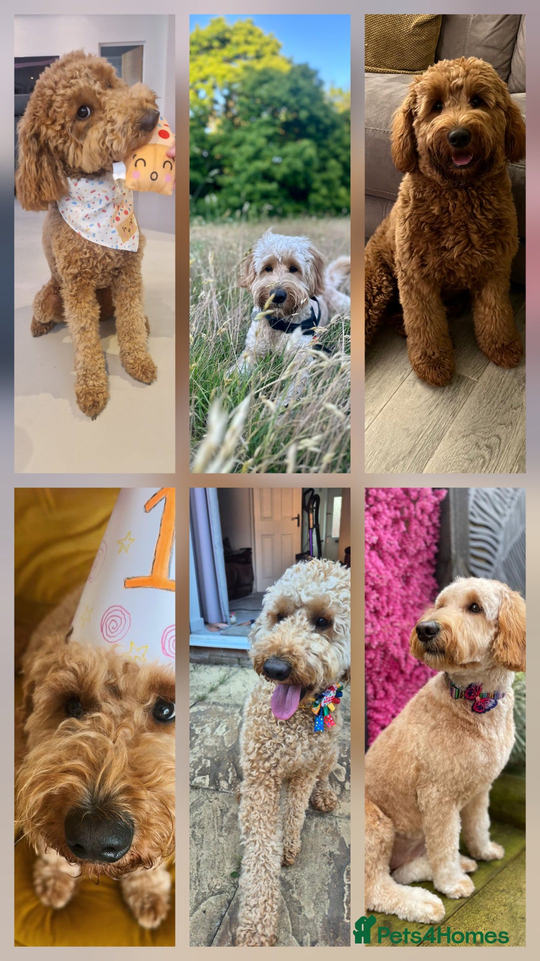 Goldendoodle dogs for sale: Beautiful F1B Goldendoodle Puppies DNA tested - Image 5