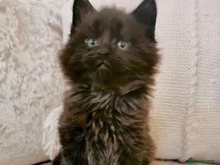 Maine Coon cats Big, Chunky, Back Maine Coon Kittens. - Advert 15