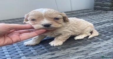 Cavapoo dogs Extensively Health tested F1 Toy Cavapoo puppies - Advert 4